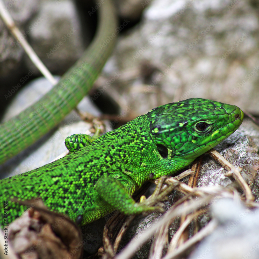 lézard vert - chartreuse