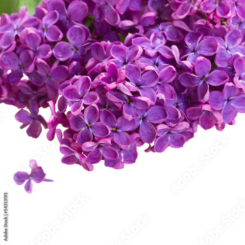 Flowers of lilac close up © neirfy