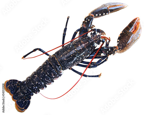 fresh raw lobster isolated on white background
