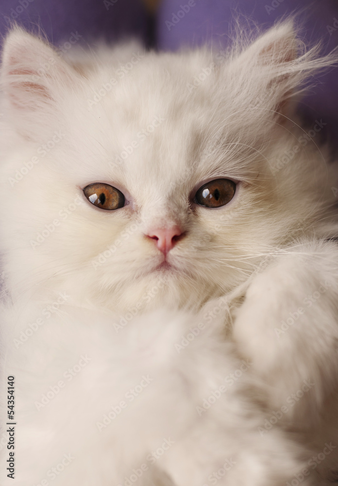 Adorable white Persian kitten