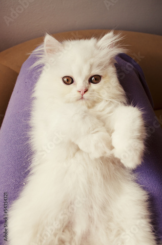 Adorable white Persian kitten