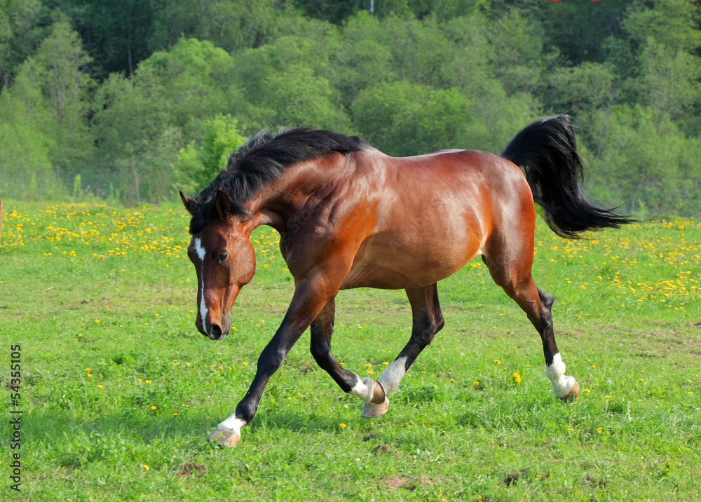 Lucky the horse running free on farm Lucky the horse running free on farm