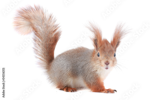 Fototapeta Naklejka Na Ścianę i Meble -  squirrel,