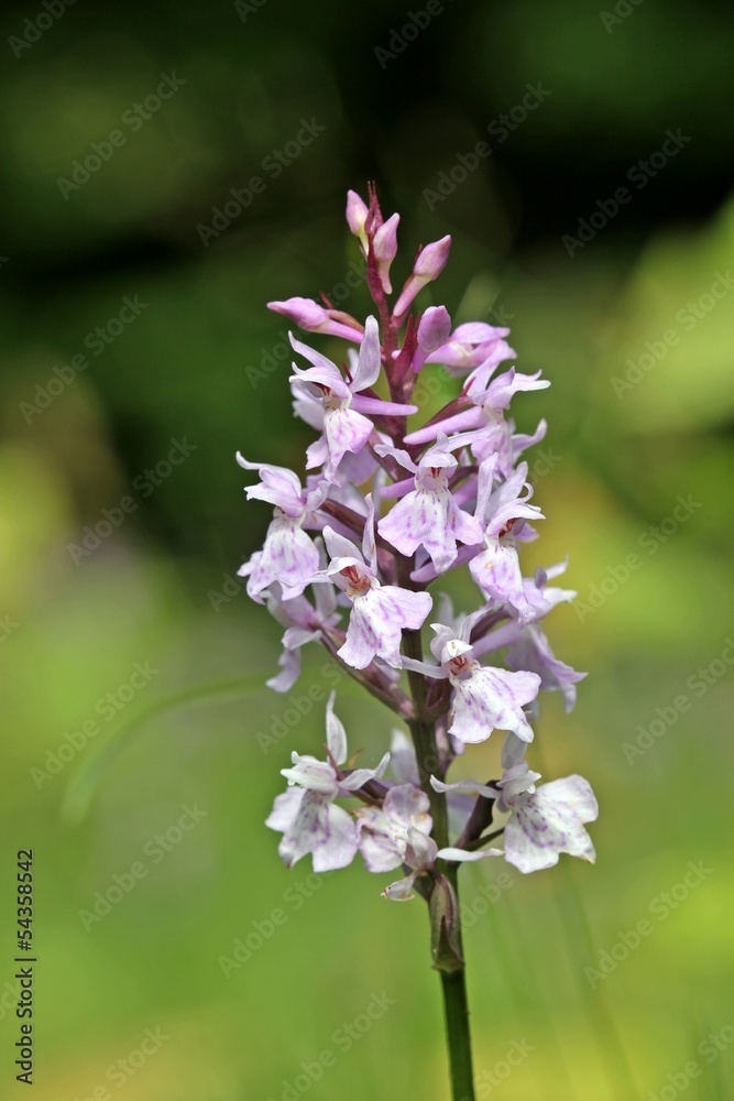 Fuchs' Fingerknabenkraut (Dactylorhiza fuchsii) im Habichtswald Fuchs' Fingerknabenkraut (Dactylorhiza fuchsii) im Habichtswald