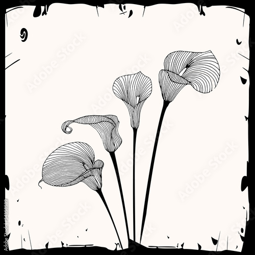 Calla illustration