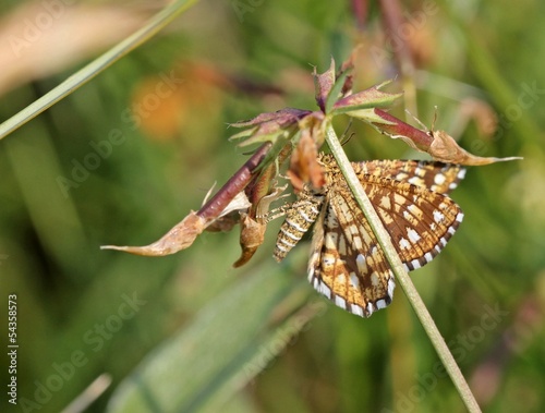 Gitterspanner (Chiasmia clathrata) photo