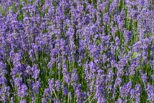Lavendel Feld von oben seitlich in Blüte