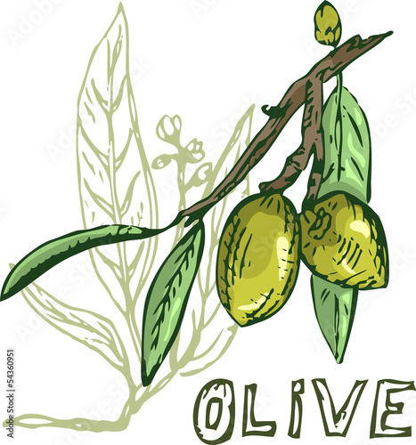 olive tree element for design