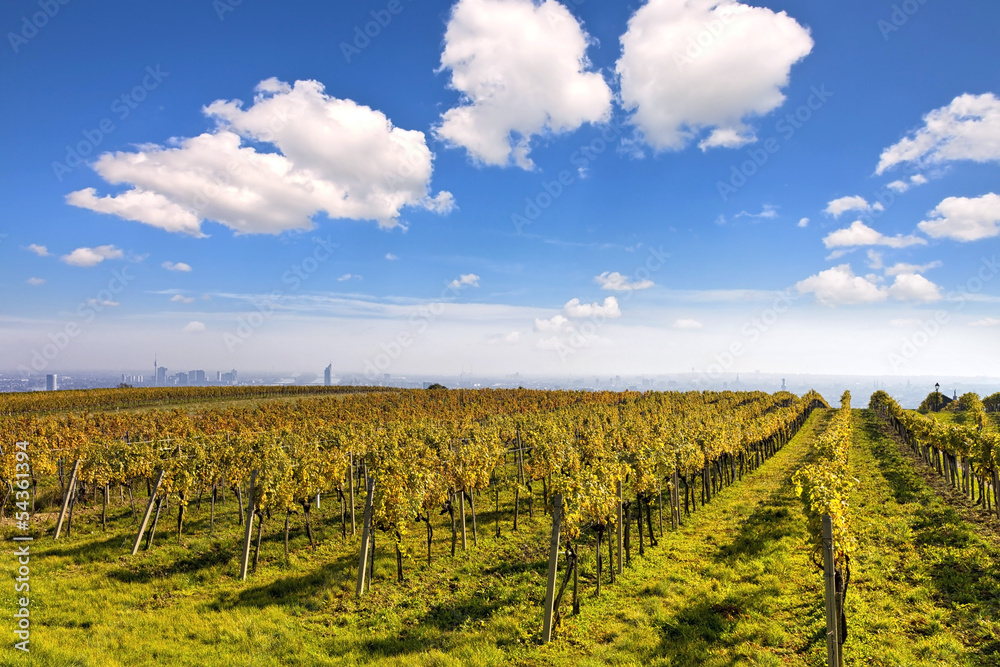 Vineyard landscape with the skyline of Vienna in the background.