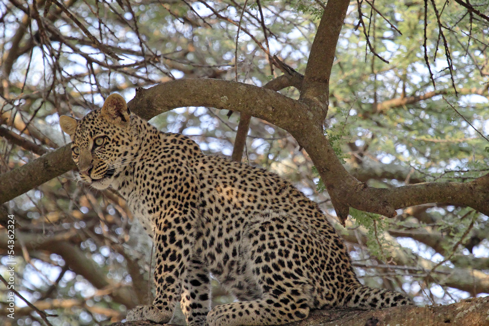 Leopard sitting on a tree Leopard sitting on a tree