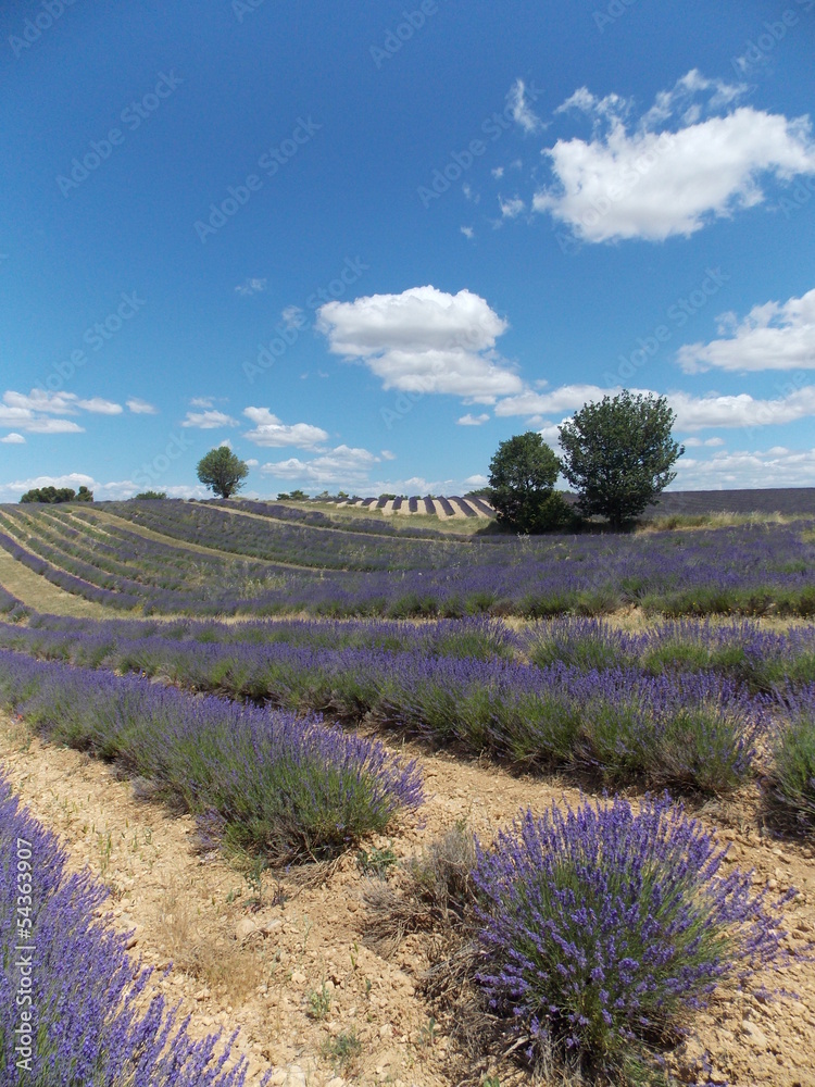 Obraz premium lavande