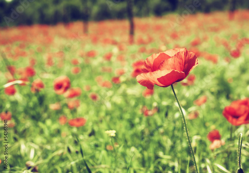 Vintage red poppies on green field © Antonio Gravante