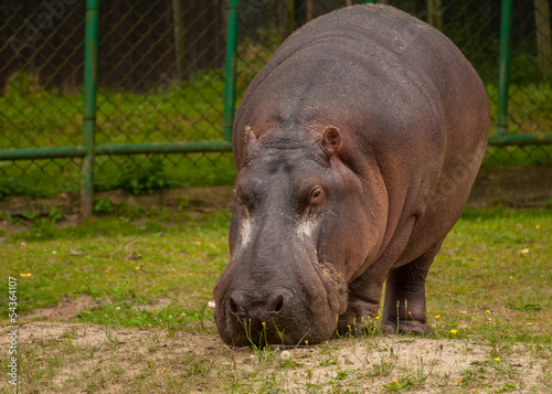 Hippopotamus amphibius © Gucio_55