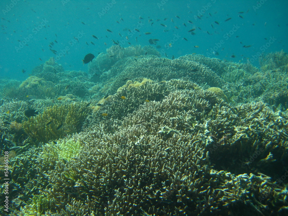 Fototapeta premium Korallenriff