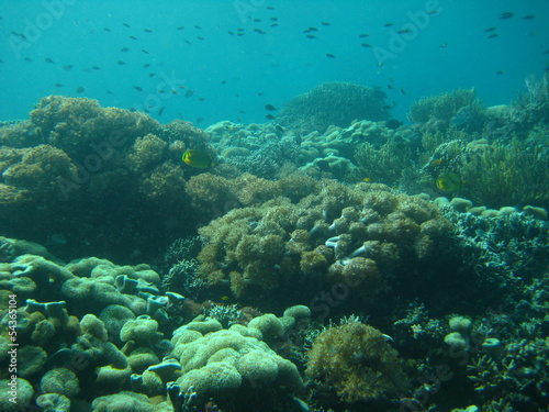 Korallenriff © wernerrieger