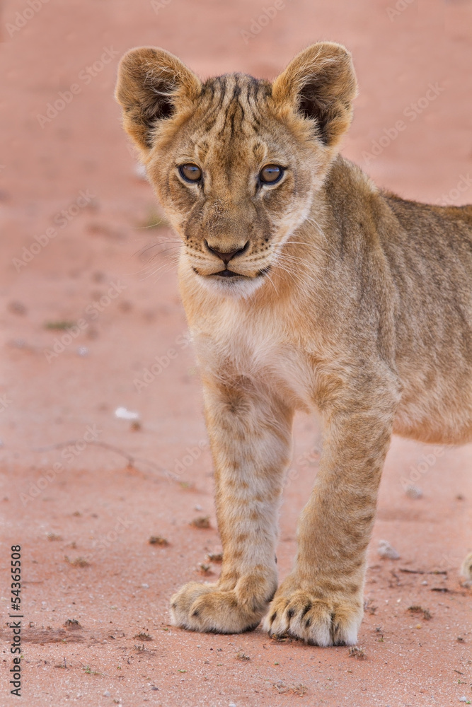 Fototapeta premium Beautiful lion cub on kalahari sand