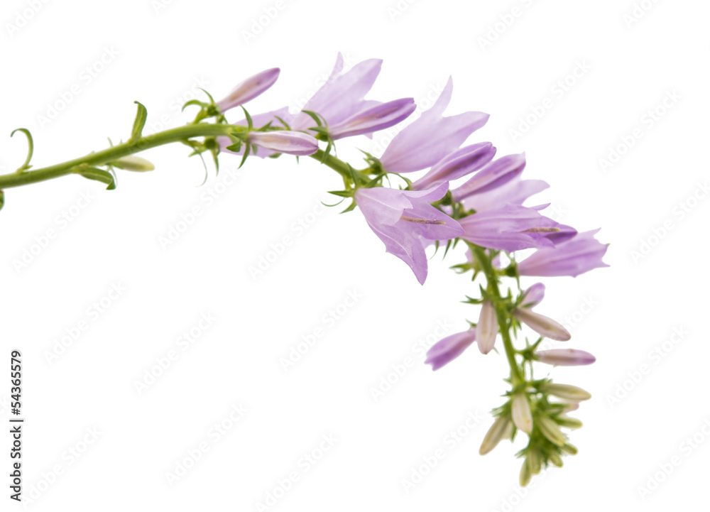 wild flower bell isolated