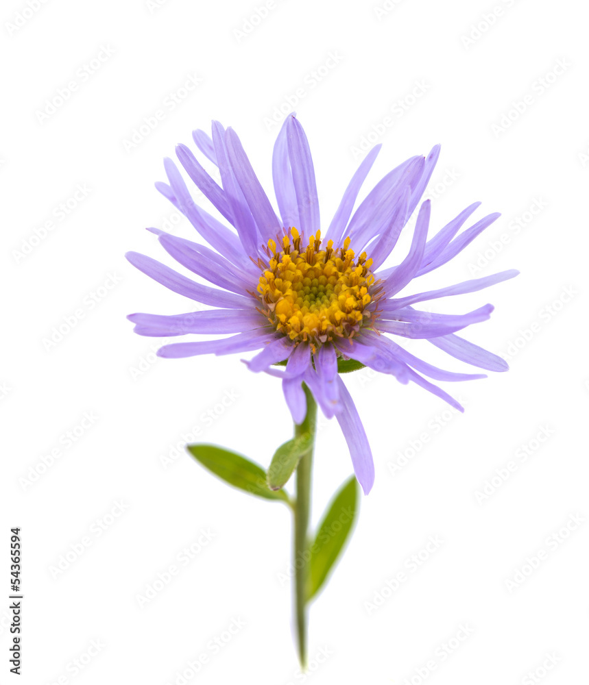 violet color flower isolated violet color flower isolated
