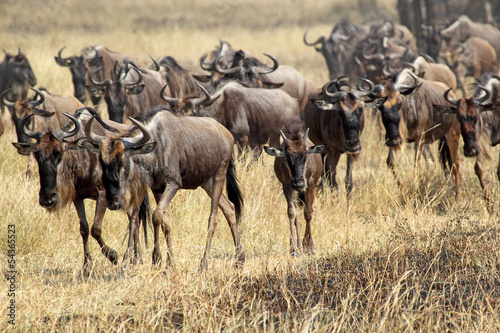 Fototapeta Naklejka Na Ścianę i Meble -  Herd of blue wildebeests during the great migration