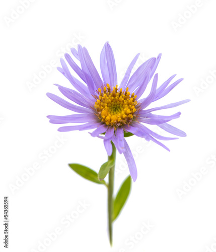 violet color flower isolated