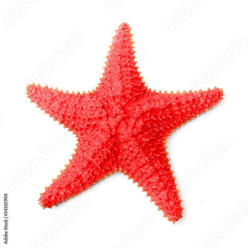 The common Caribbean starfish Oreaster reticulatus