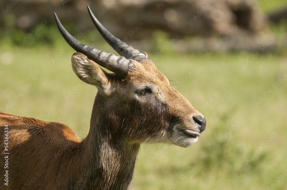 Fototapeta premium Lechwe