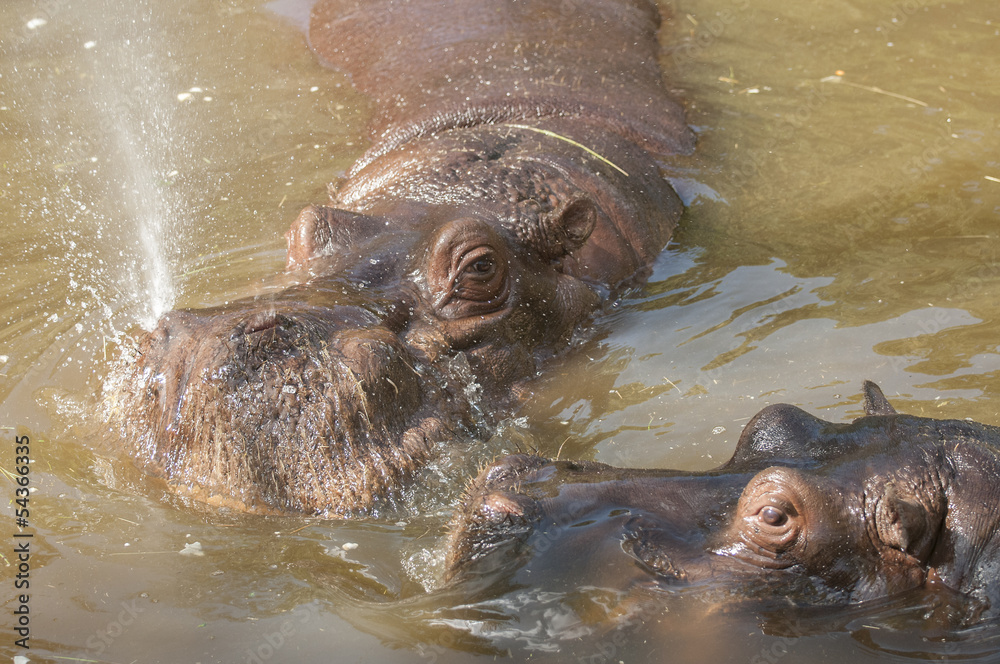 Fototapeta premium Hippos