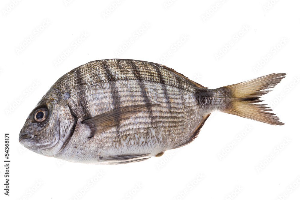 Raw Tilapia