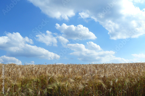 Gerstenfeld mit blauem Himmel