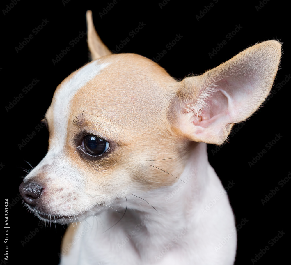 Head of a small chihuahua dog isolated on black Head of a small chihuahua dog isolated on black