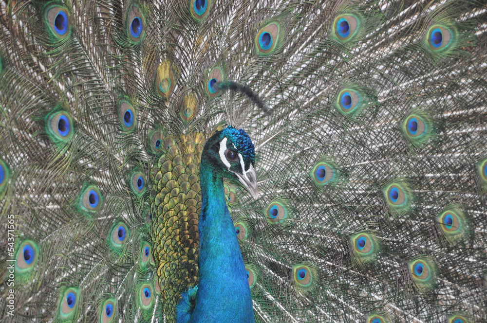 Obraz premium Pfau