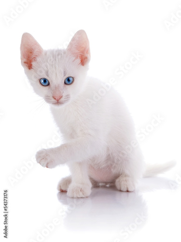 The white kitten with blue eyes sits on a white background.