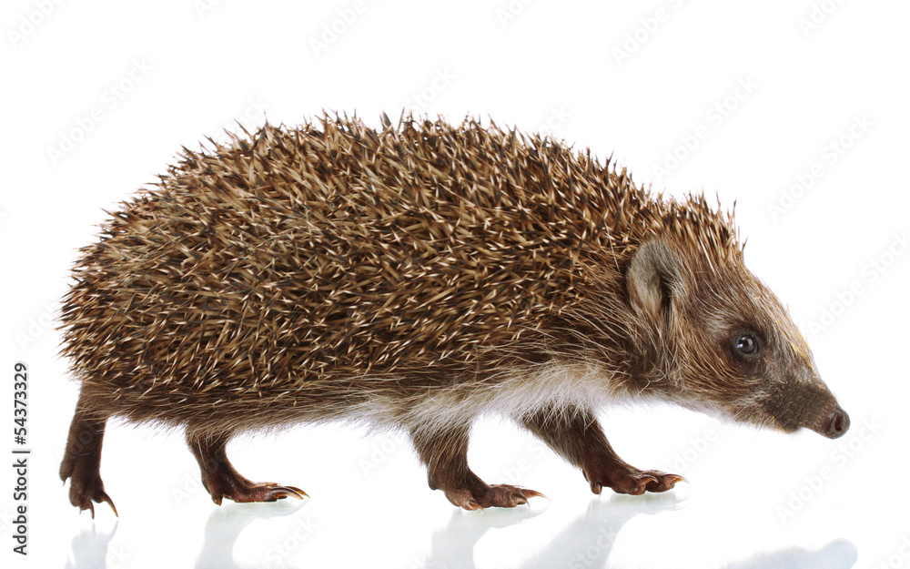 Obraz premium Hedgehog, isolated on white