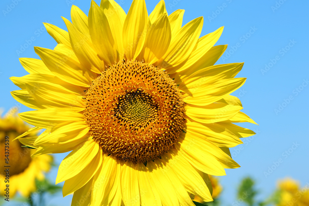 Beautiful sunflower in the field, close up