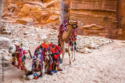Camels in Petra © Alexey Stiop