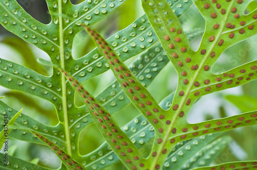 Fern leaf and spore. photo