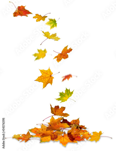 Maple leaves falling to the ground, white background.