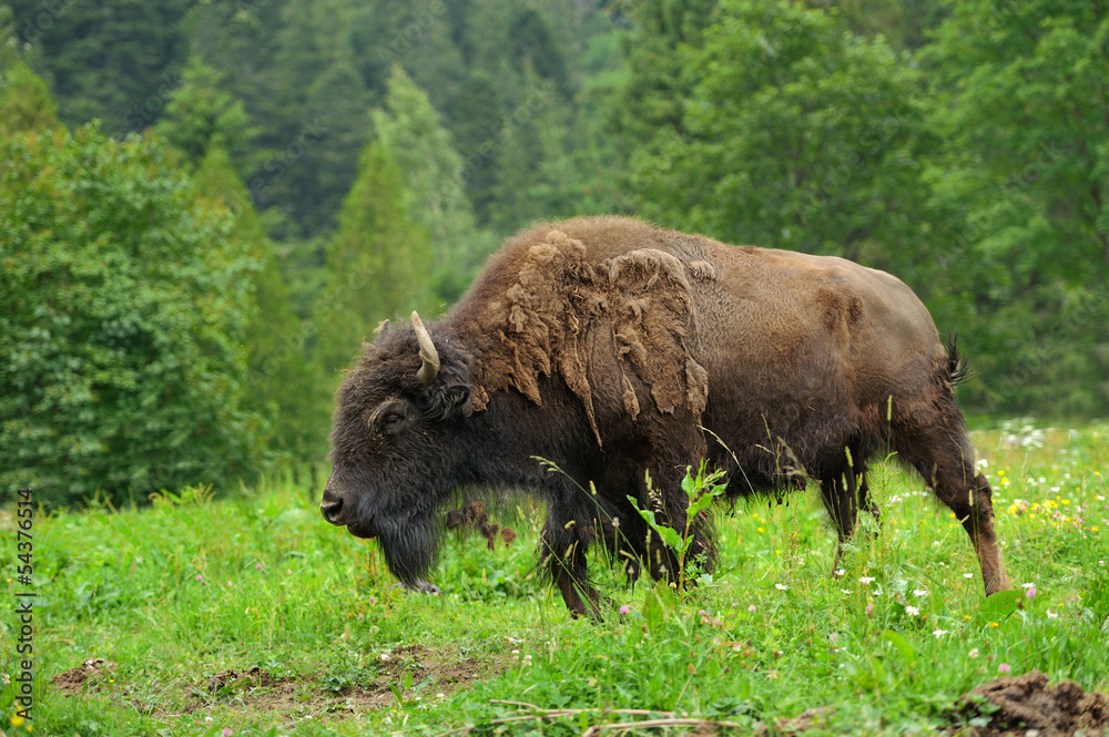 Bison Bison