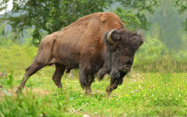 Fototapete Bison Bison auf grüner Bergwiese  © byrdyak