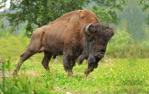 Carta da parati Bison