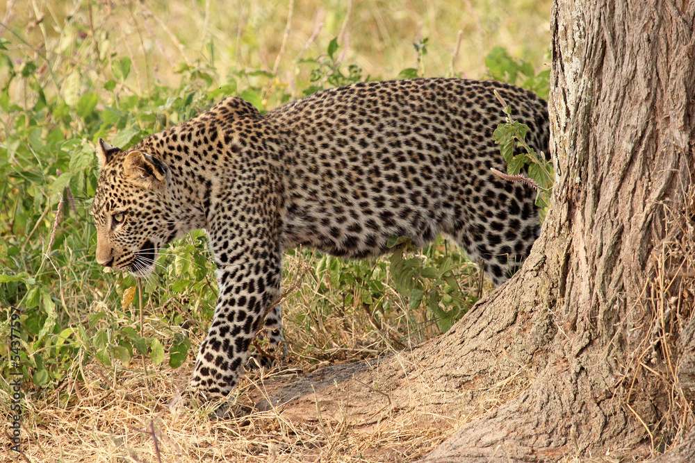 Fototapeta premium Leopard moving in the bush
