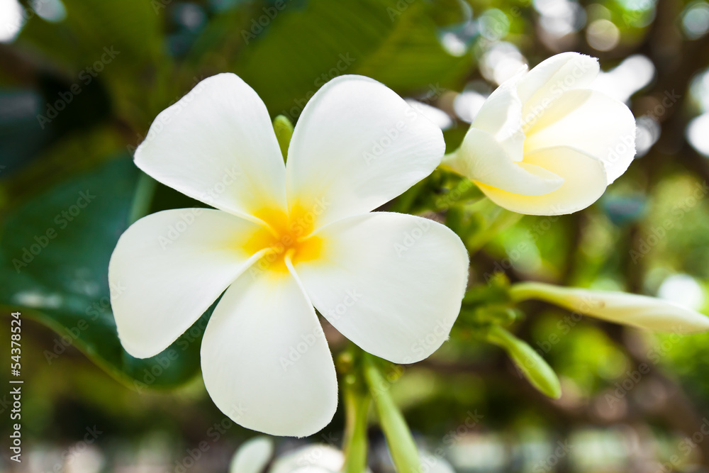 white frangipani flowers in park