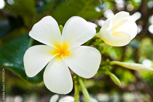 white frangipani flowers in park