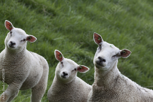 Three curious sheeps