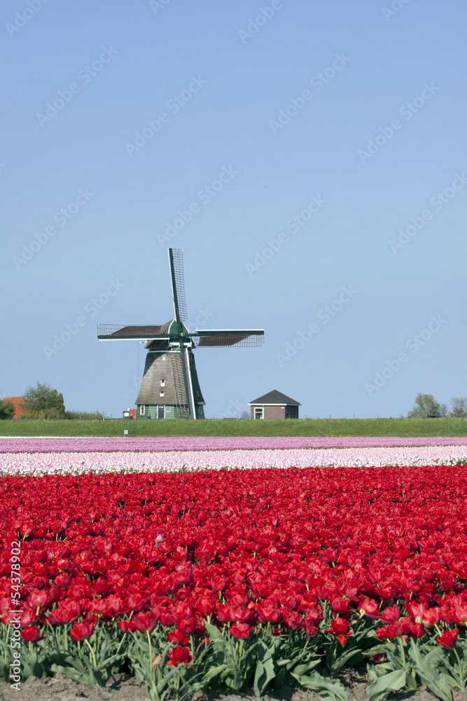 Tipical Dutch landscape with tulips and windmilen
