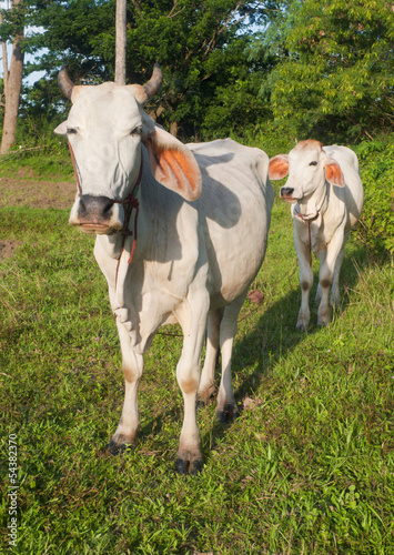White Cow and calf