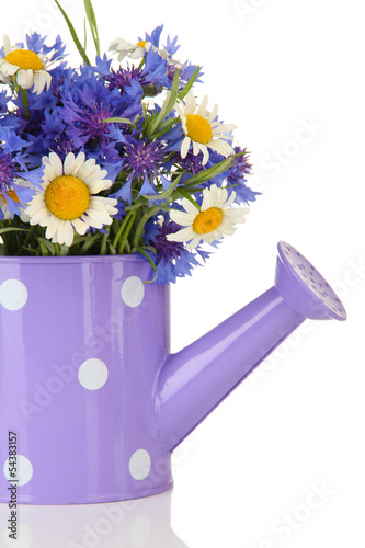 Bouquet of cornflowers and chamomiles in watering can, isolated