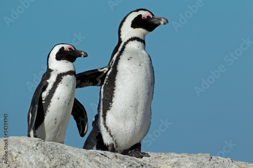African penguins against a blue sky