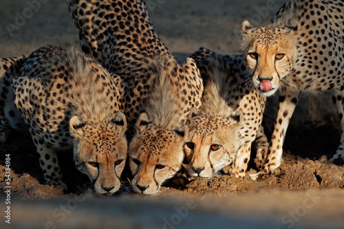 Cheetahs drinking water, Kalahari desert