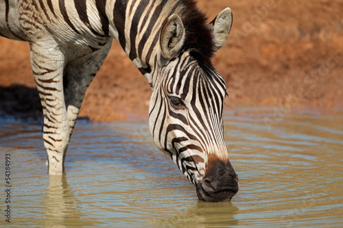 Plains zebra drinking water